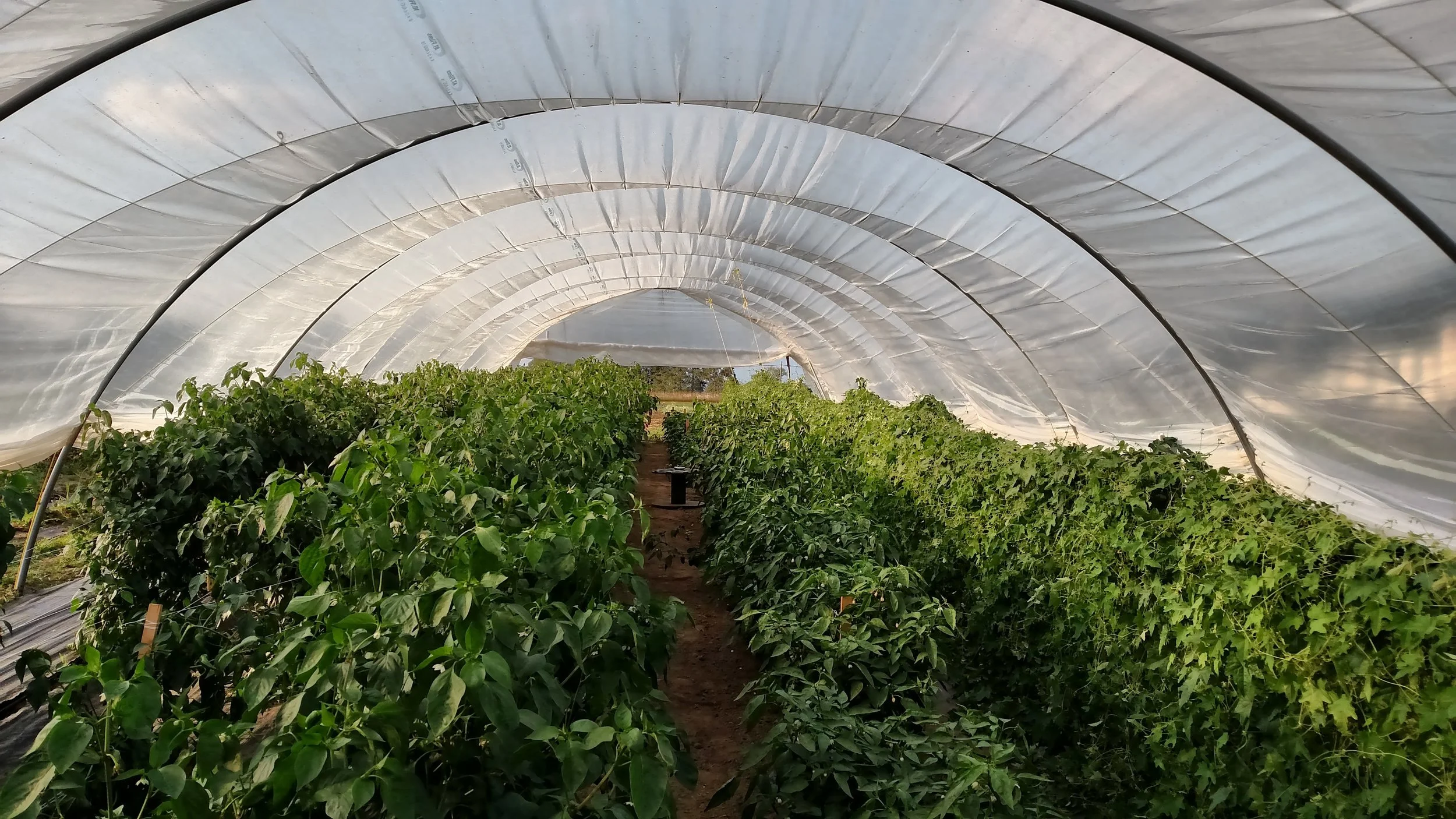 Summer days in the greenhouse!