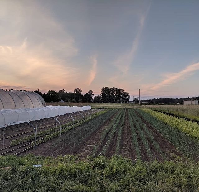 Happy solstice!  Long summer days mean evening trips to the river and beautiful sunsets while setting irrigation before heading home. #whatcomcounty #smallfarms
