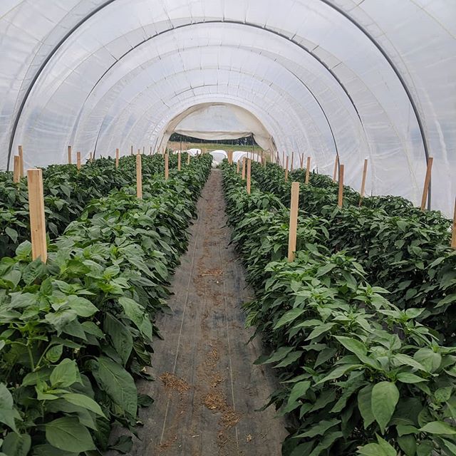 The pepper tunnel is looking hot!  #valueadded #localfood #whatcomcounty #peppers