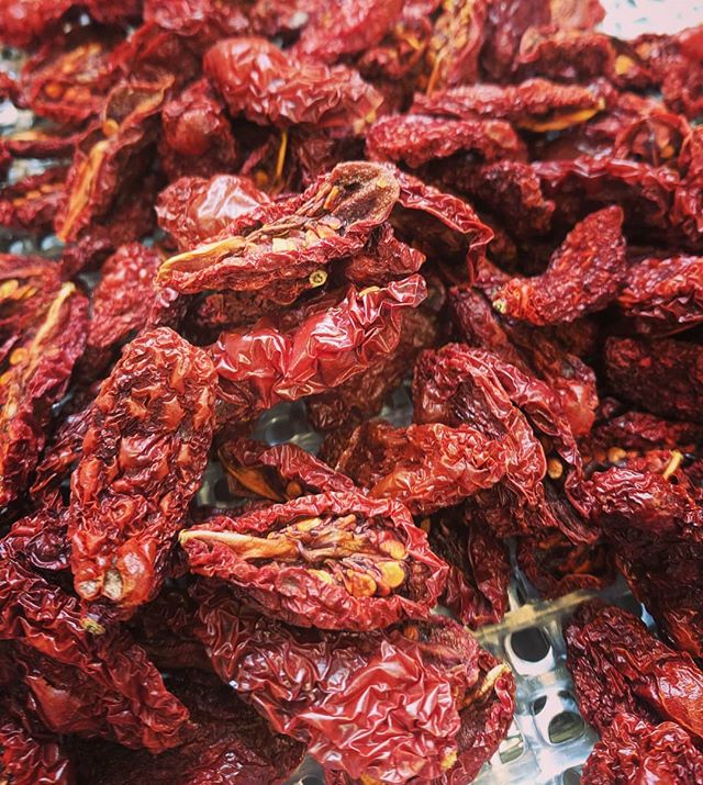 Dried Fiaschetto di Manduria tomatoes from @uprising.seeds

We are gearing up for the drying season and excited for new varieties of peppers, herbs, tomatoes, alliums, and much more! Thanks to all who helped us sell over 150lbs of chili powder alone 