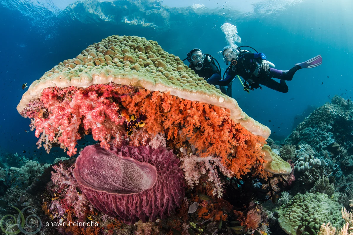 2 - Misool.bommy.Shawn.Heinrichs.jpg
