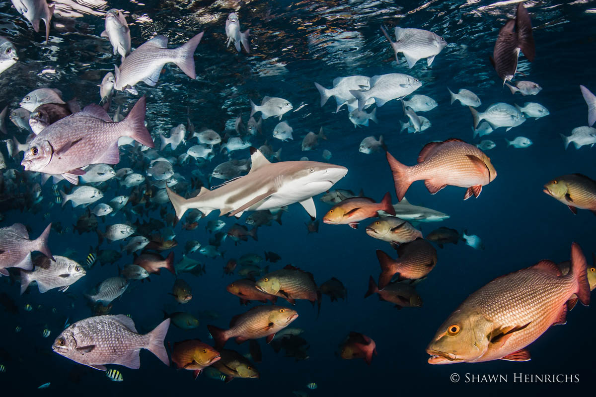 ShawnHeinrichs-20170302-171107-_B4V2183-Edit.jpg