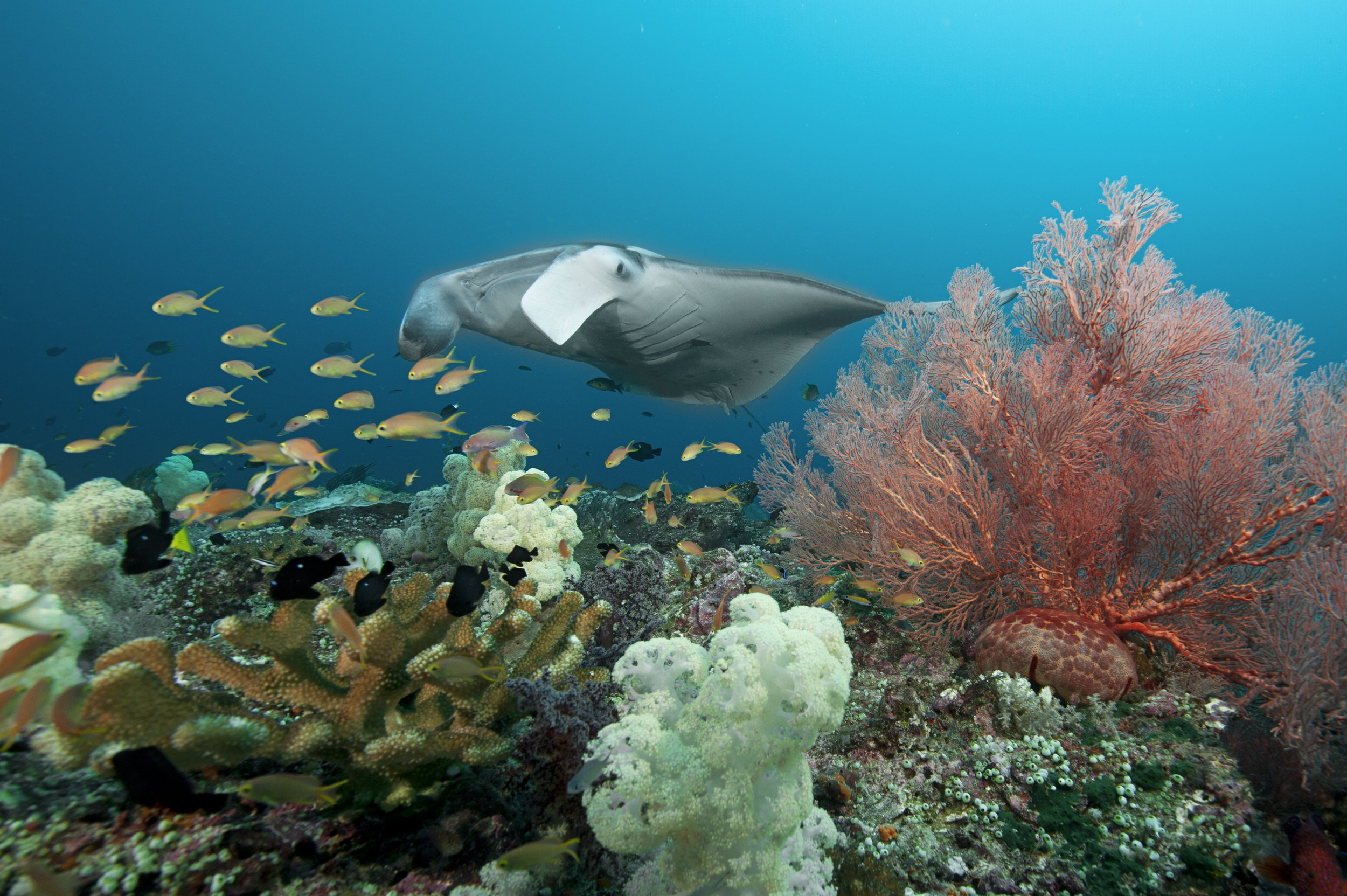 Manta ray cruising over the reef_Tobias Zimmer.jpg