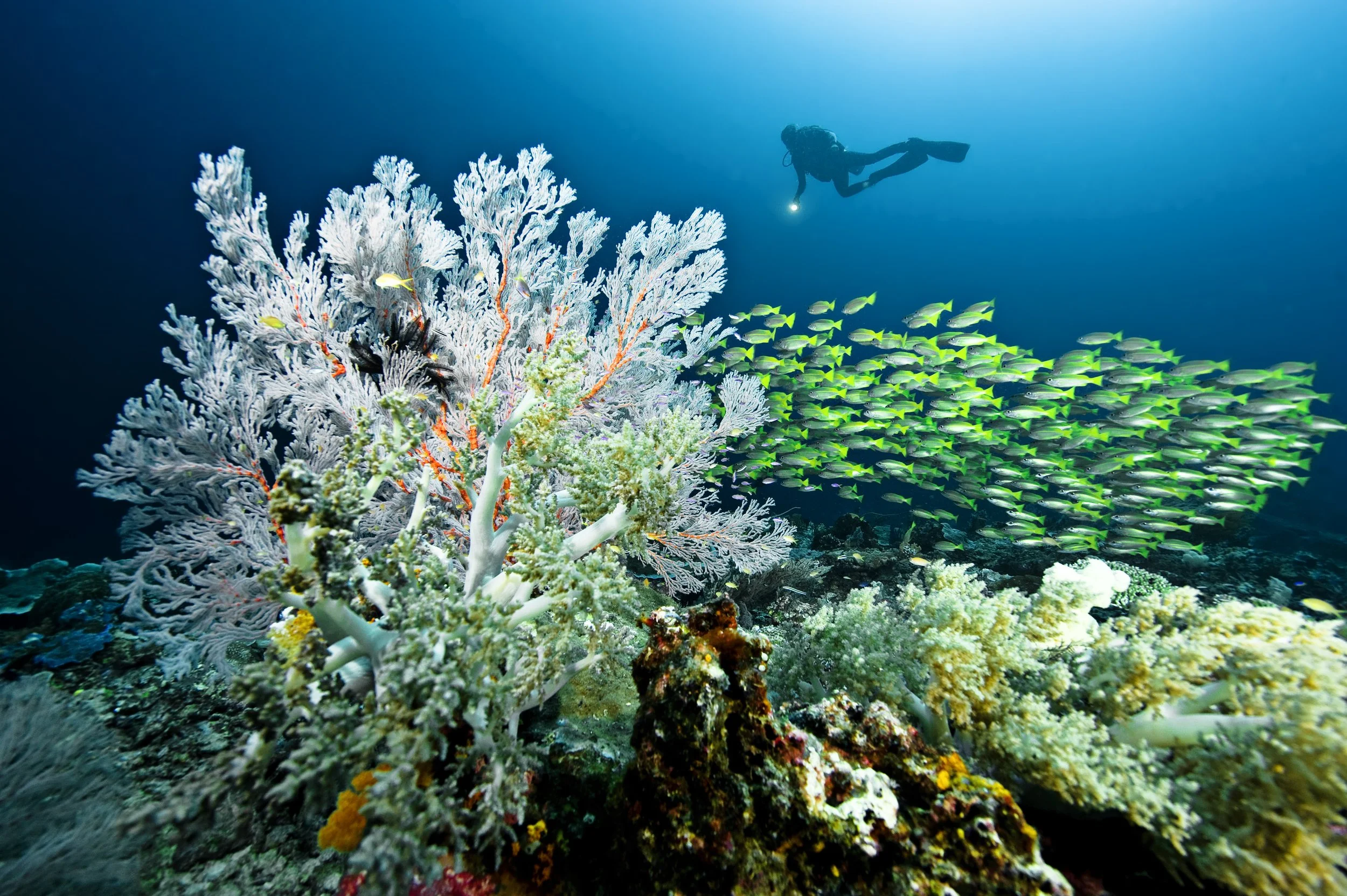 Diver and schooling fish_Tobias Zimmer.jpg