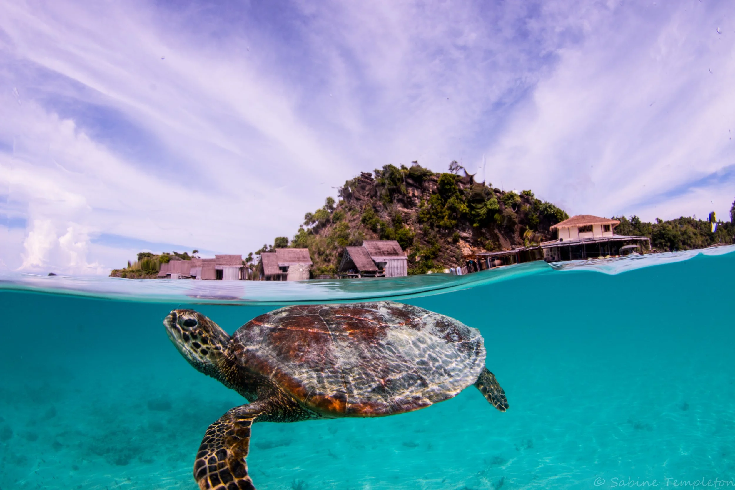 Turtle in North Lagoon_Sabine Templeton.jpg