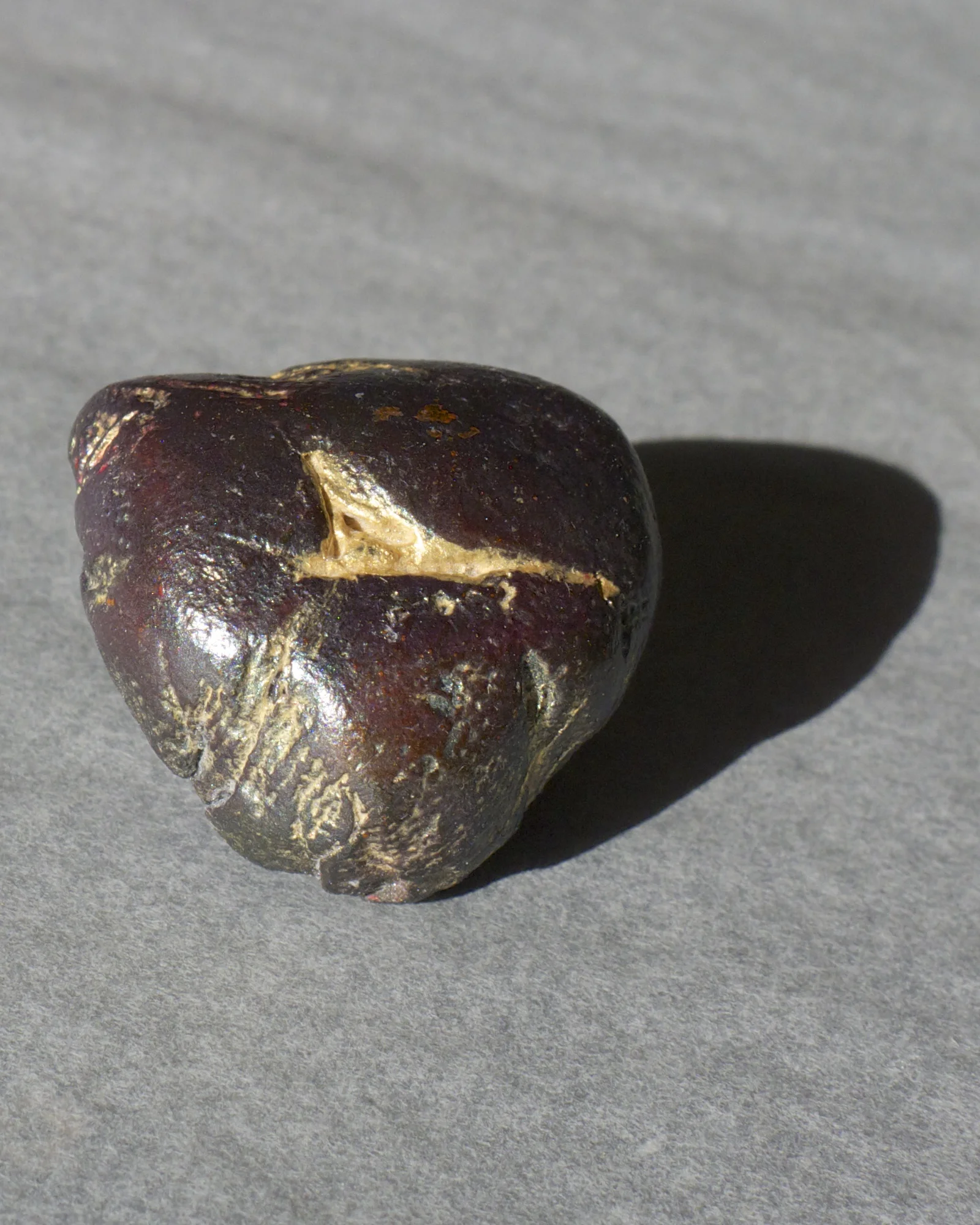 rothfeld_seed - top view.jpg
