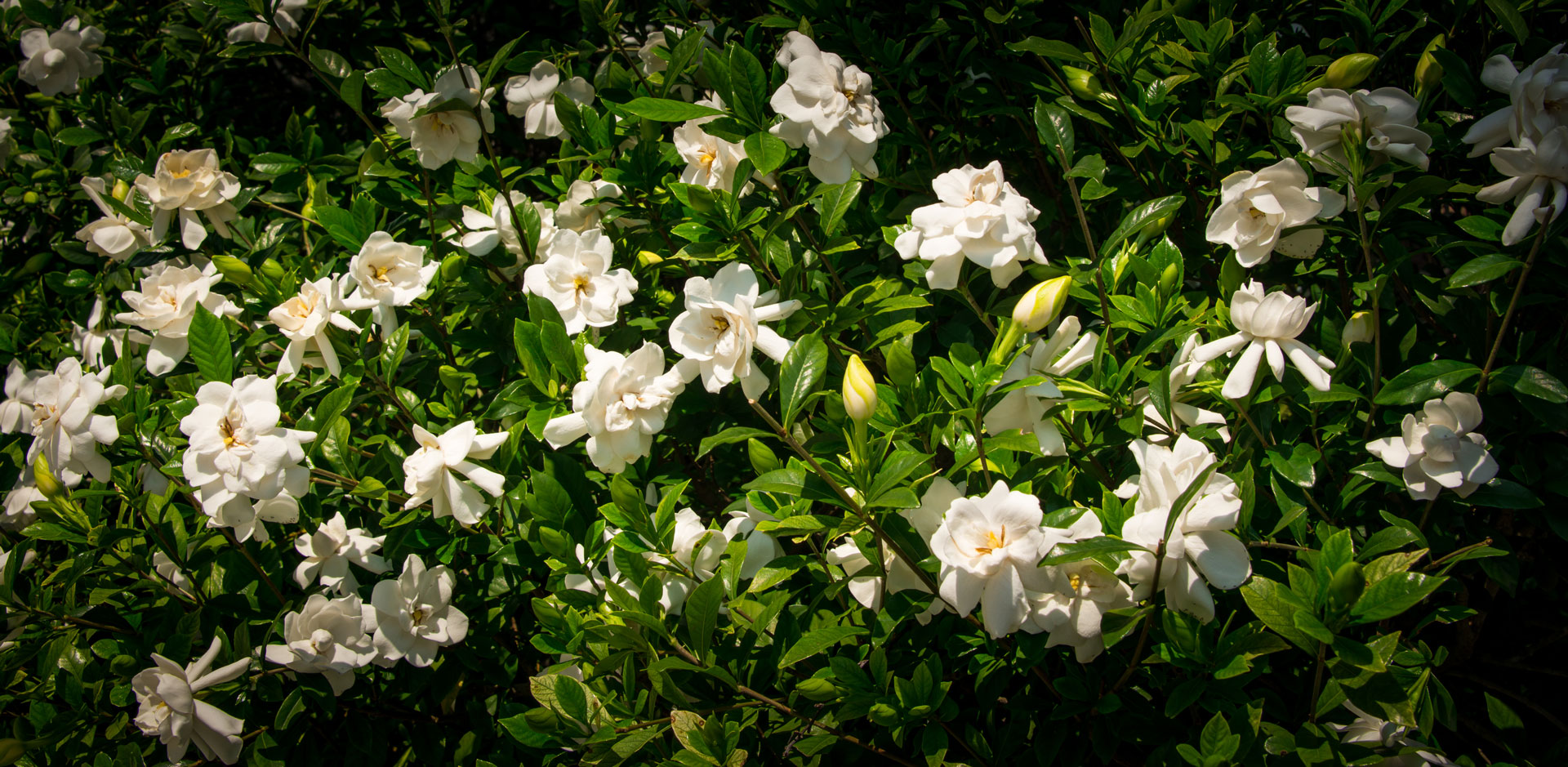 camellias-4.jpg