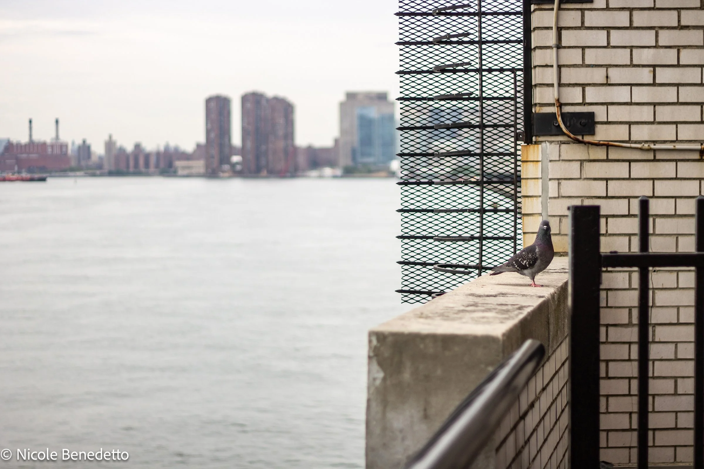 NBWEB_MG_6527-1.jpg