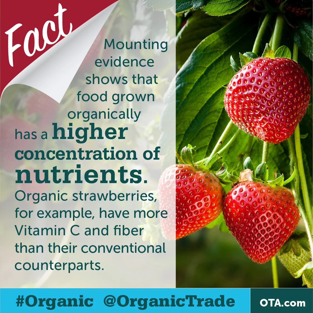 MythBusting_Update_Square_W2- 3.jpg