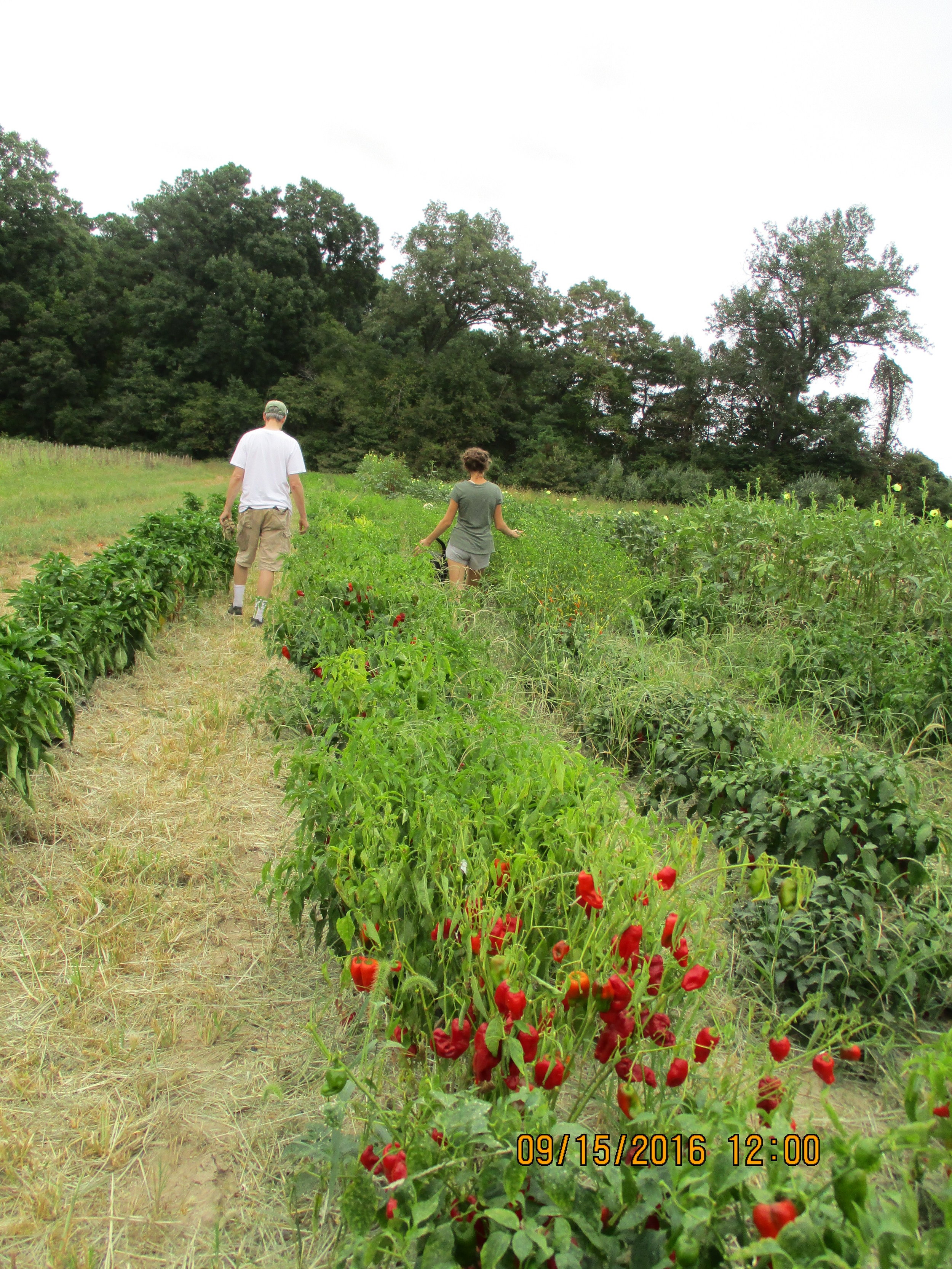 Keith & Kim checking out the peppers and okra