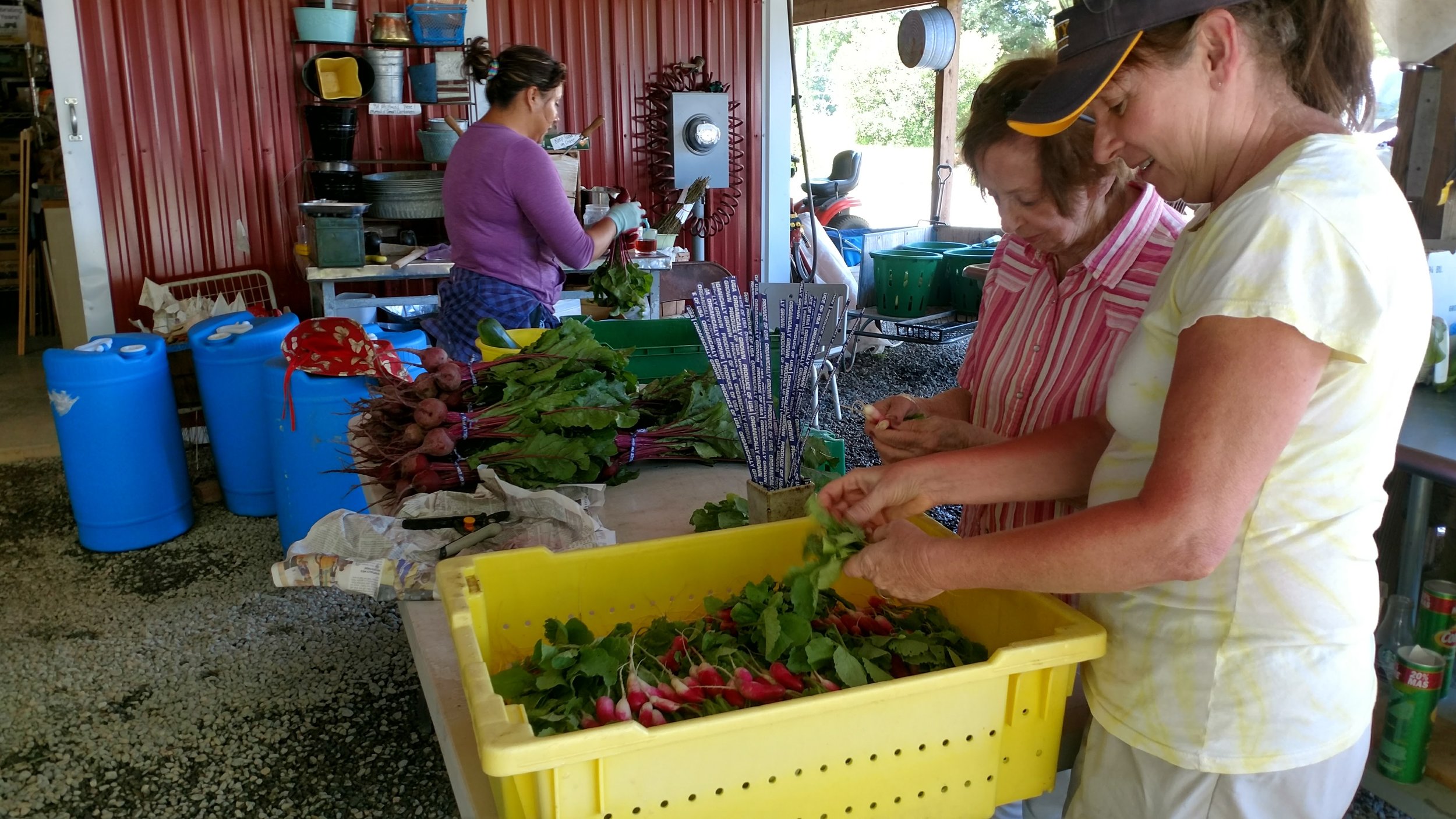 Karen, Mary and Lucy bunching up radishes for market