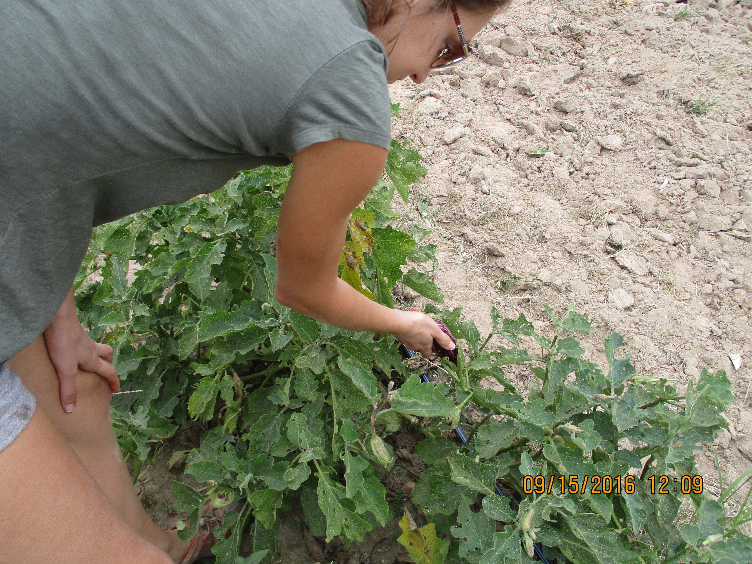 Kim inspecting the eggplants