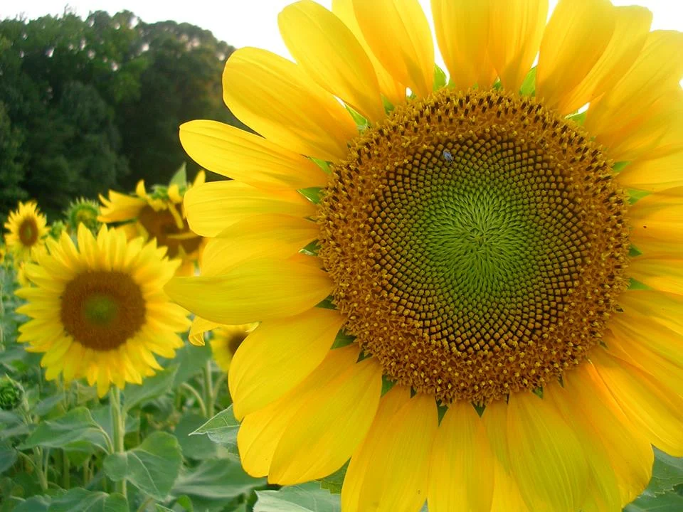 sunflower.jpg