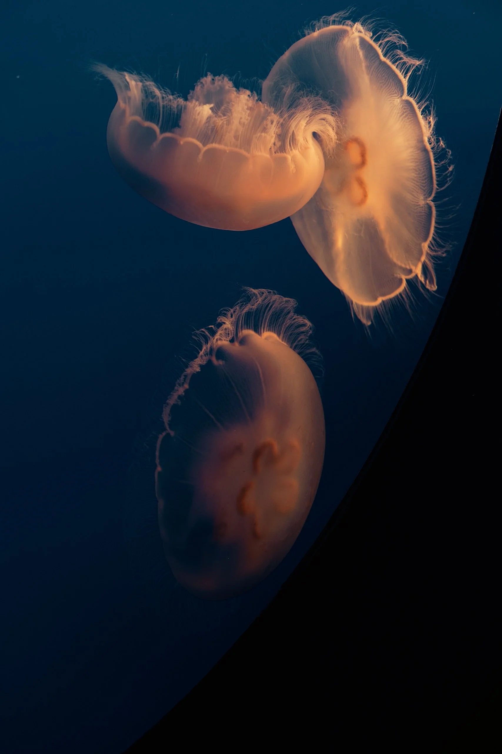 Jelly 2.jpg