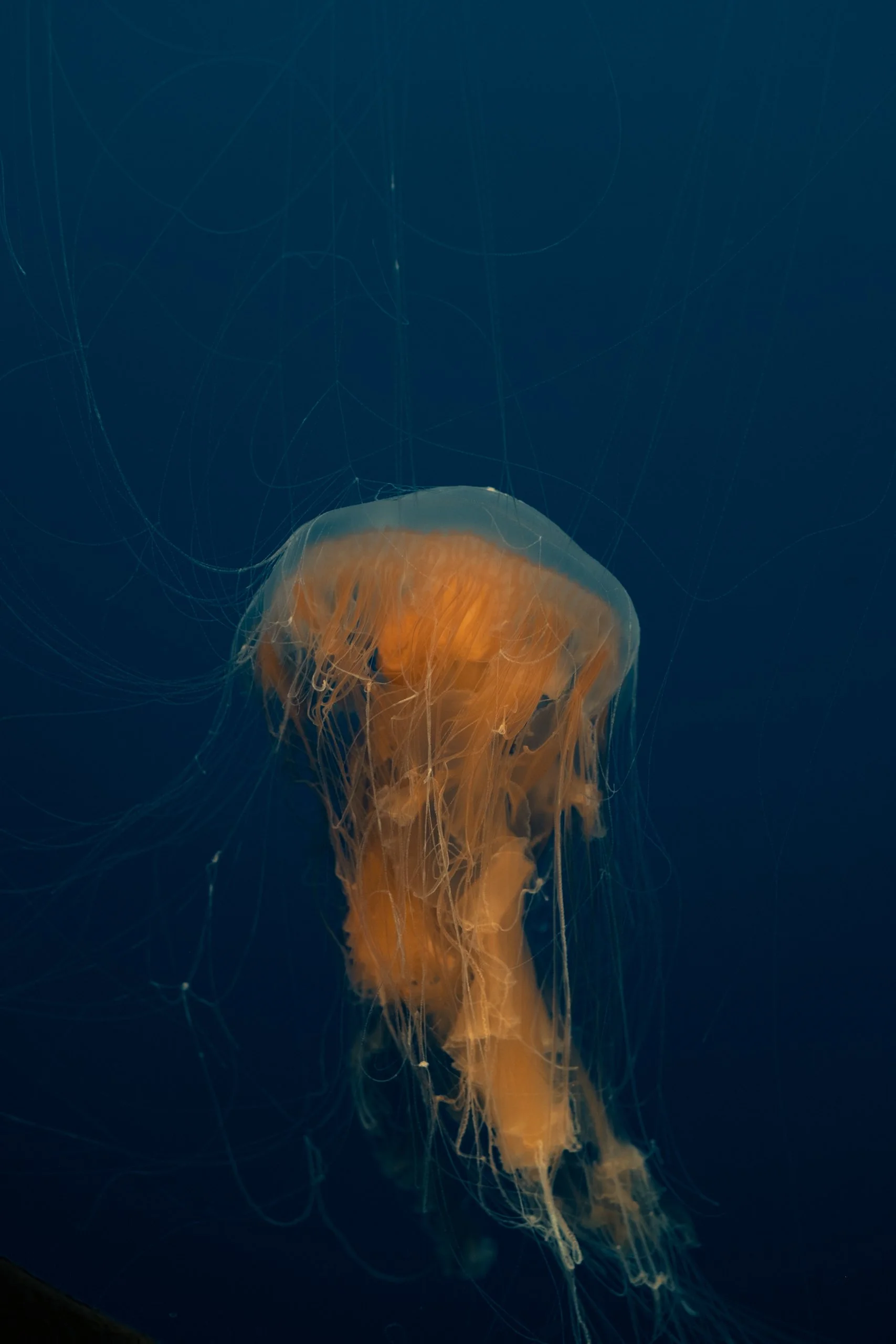 Jelly 3.jpg