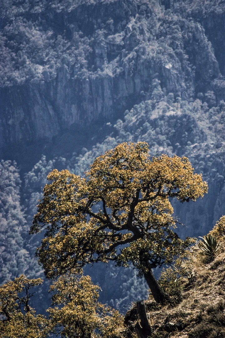 Evergreen oak
