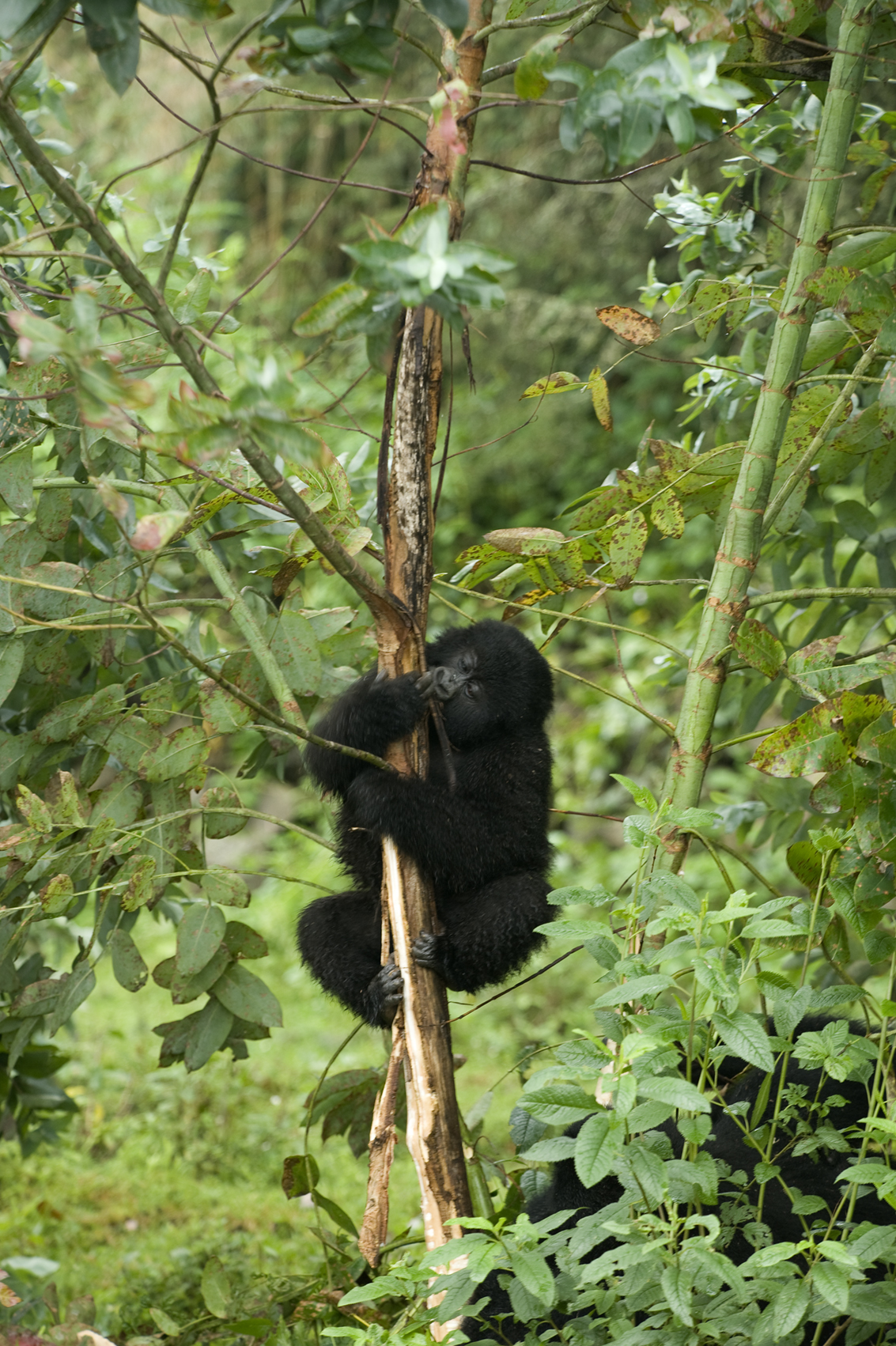  Virunga, Ruanda. 2008 