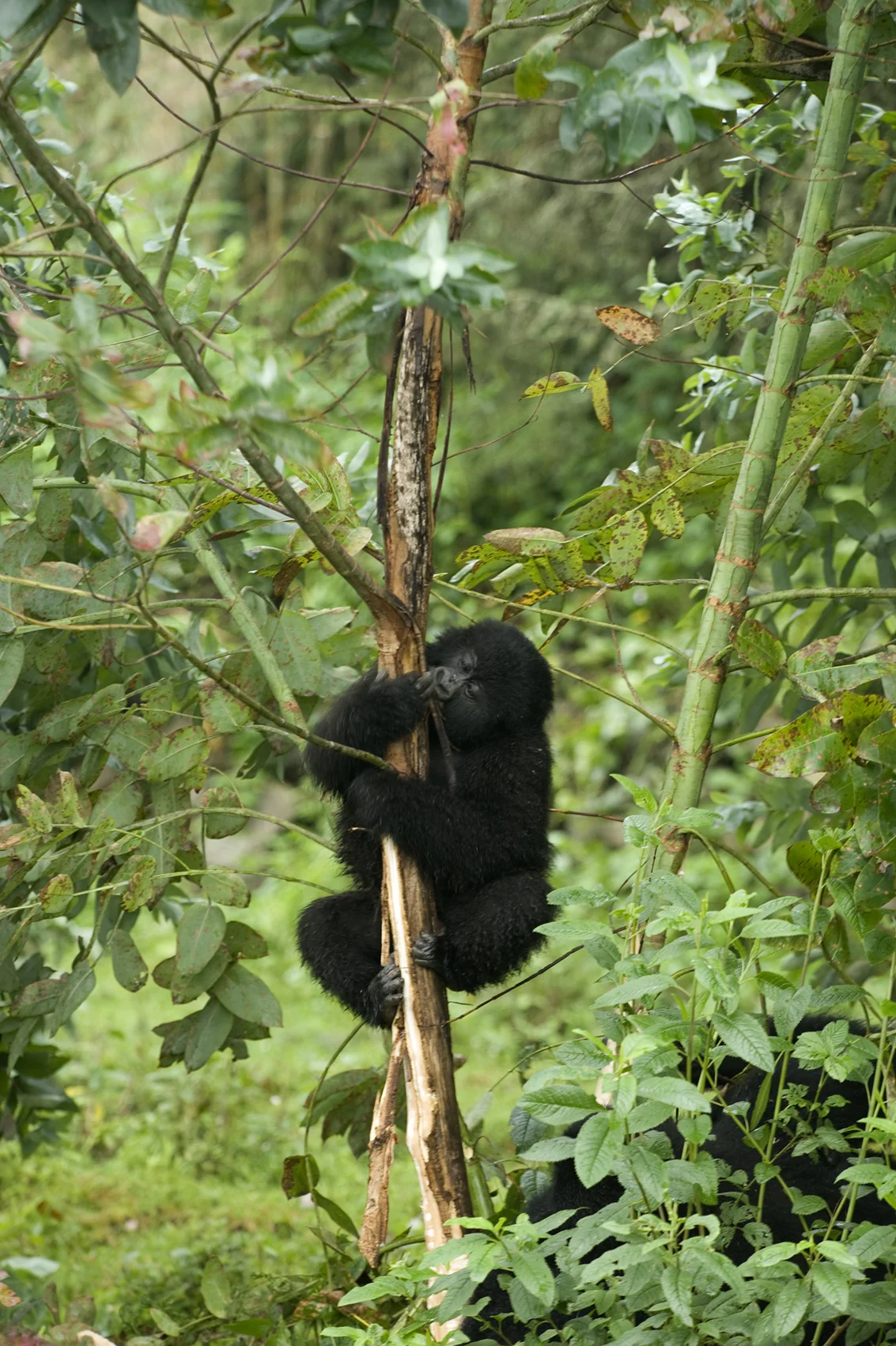 Virunga, Ruanda. 2008