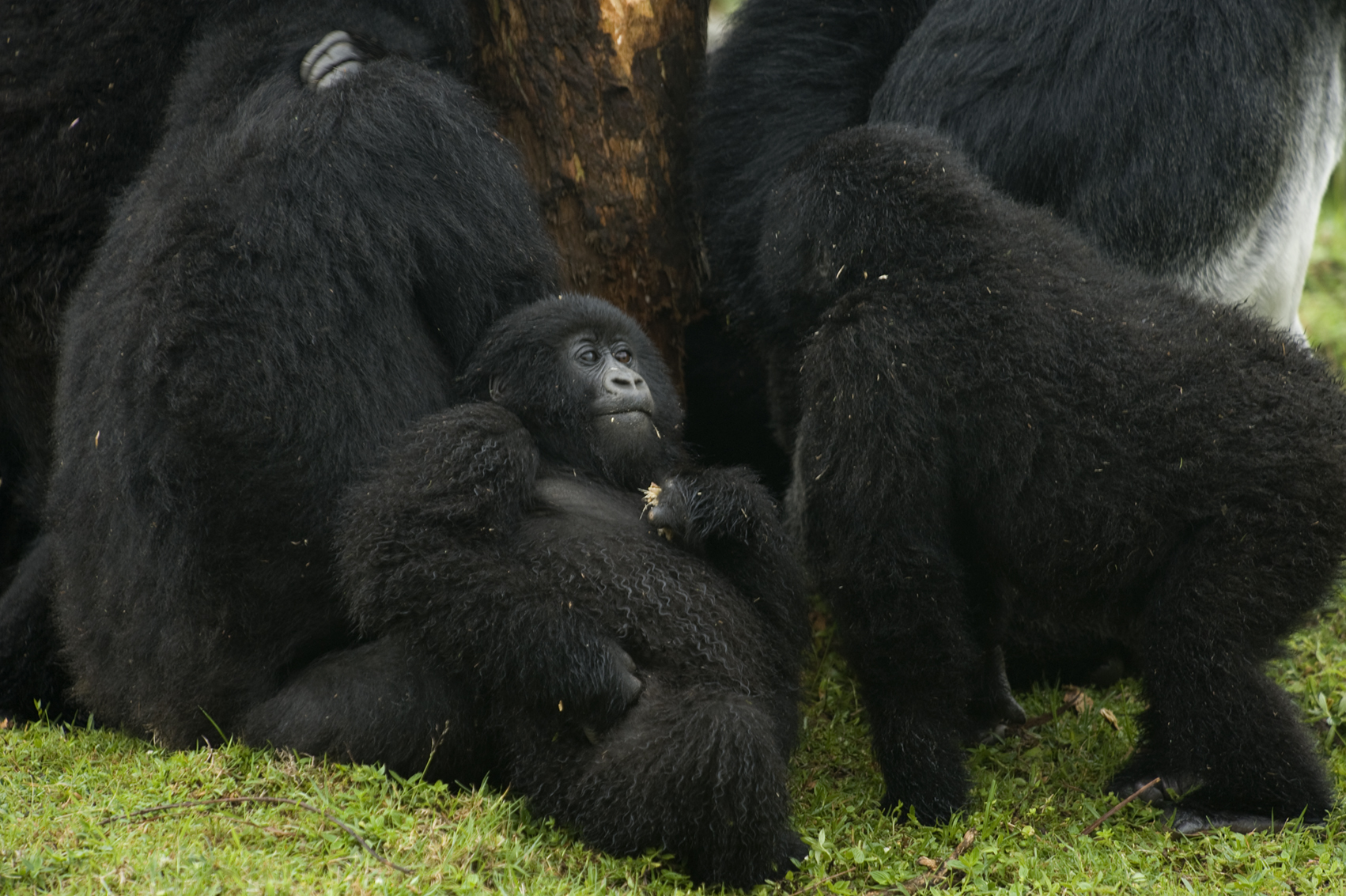  Virunga, Ruanda. 2008 