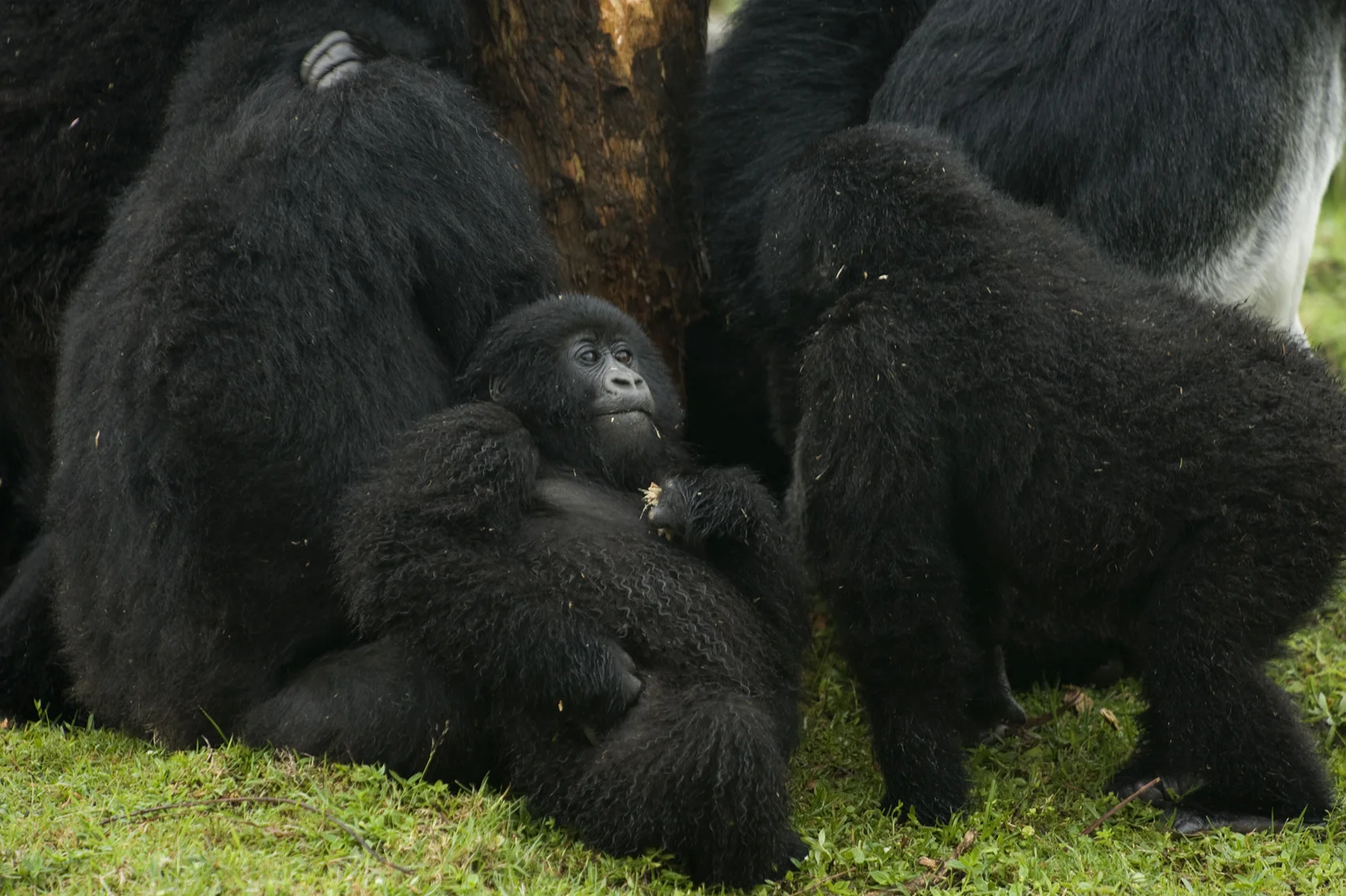 Virunga, Ruanda. 2008