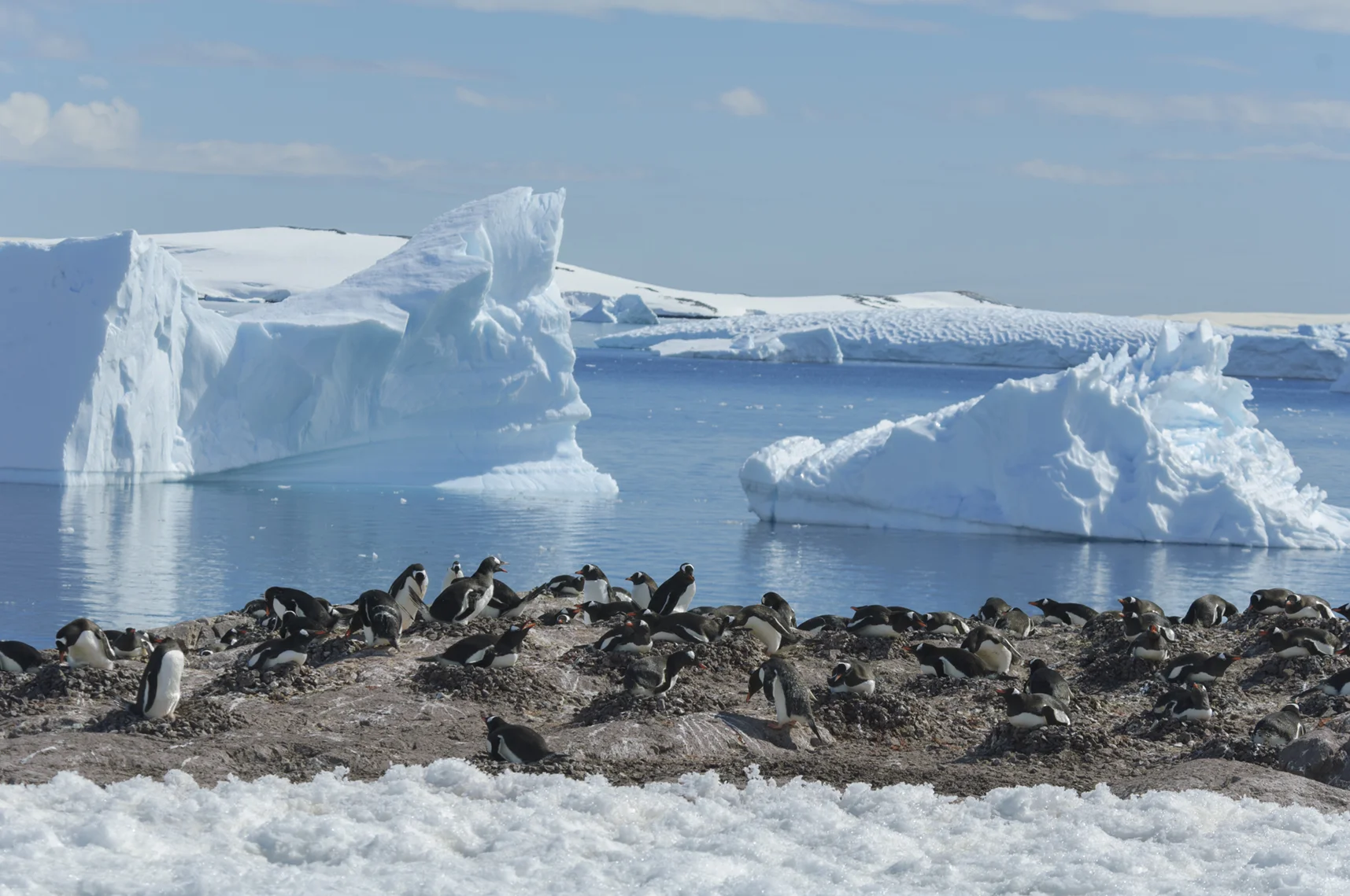 Cuverville Islands, Antartica. 2005