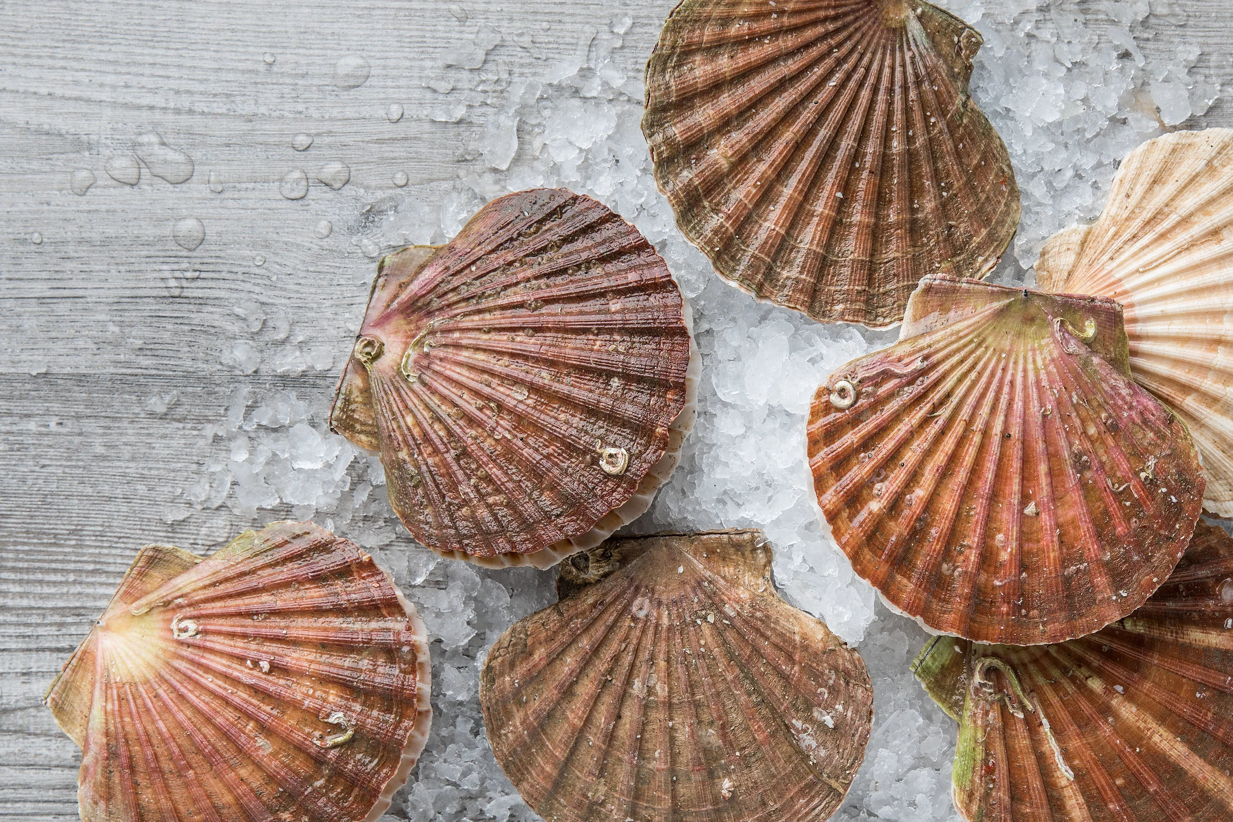 Scallops on ice