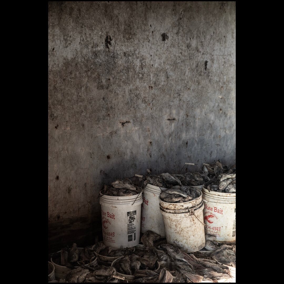 Herring at Look Lobster Co., Jonesport
&ldquo;Our company was established in 1910 so weʼve got some old roots. Weʼre really the oldest lobster producing, family-oriented company, Iʼm going to say, in the United states today. We are pushing, now, weʼr