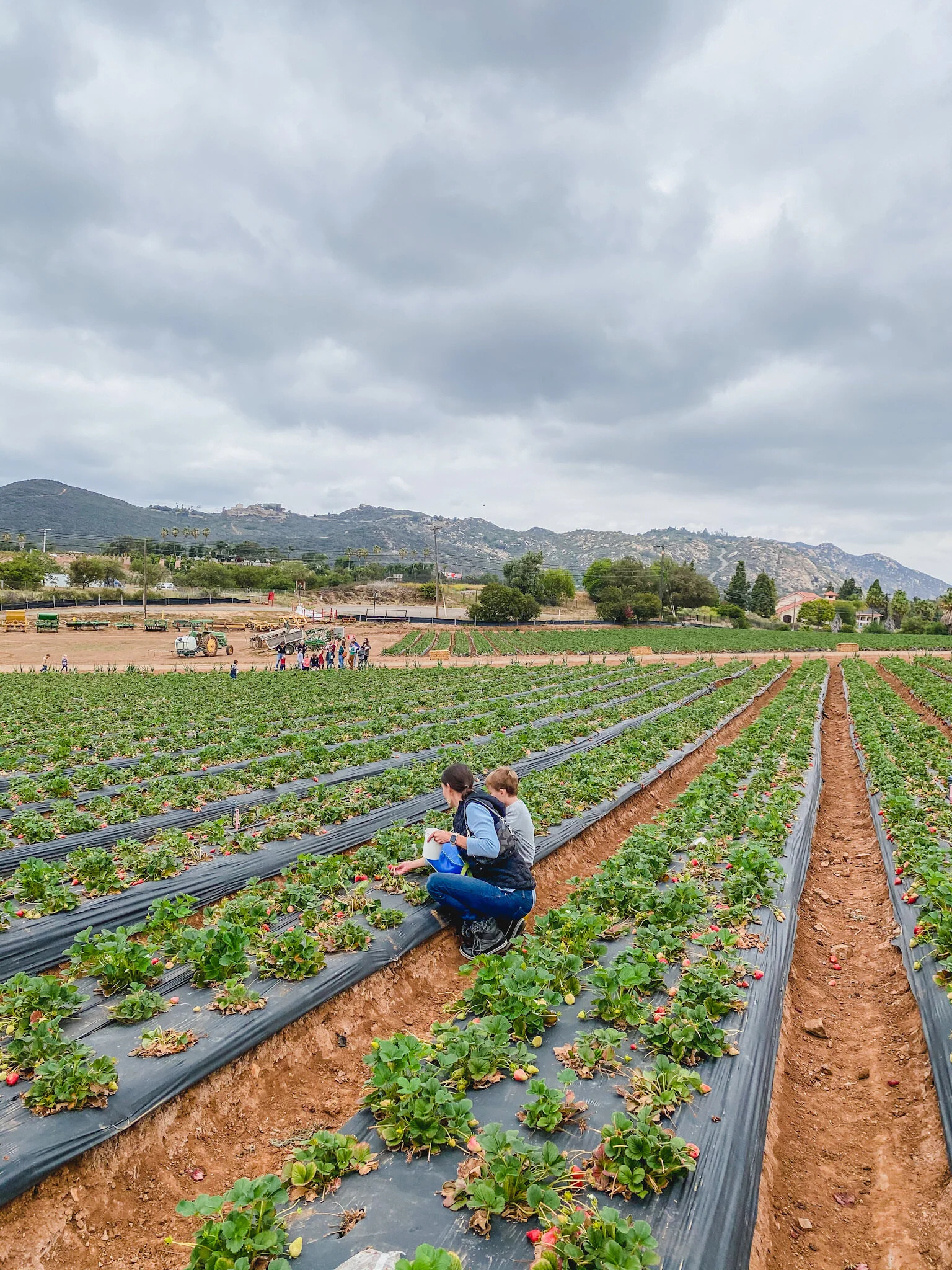 20 Best Activities to Do When Visiting San Diego With Kids | Kids City Guides | Kenny's Strawberry Farm
