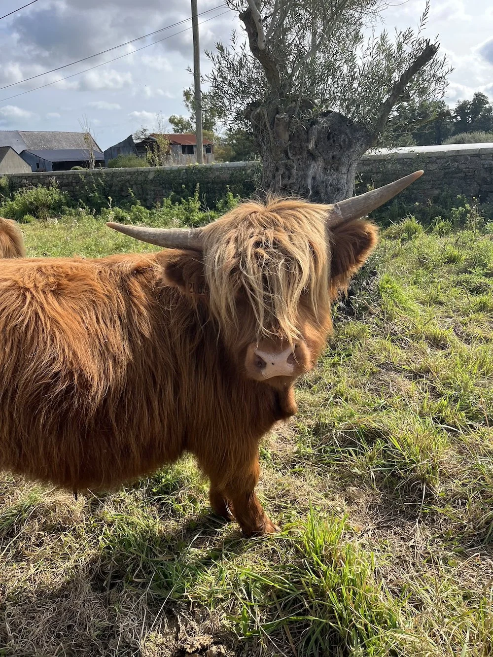 Highland_Cattle_Castle_Picnic_Backroards_2.jpeg