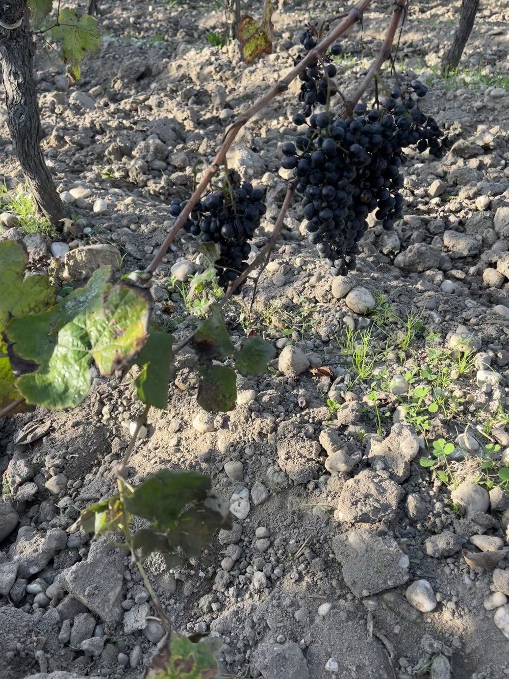 14 grapes.jpeg