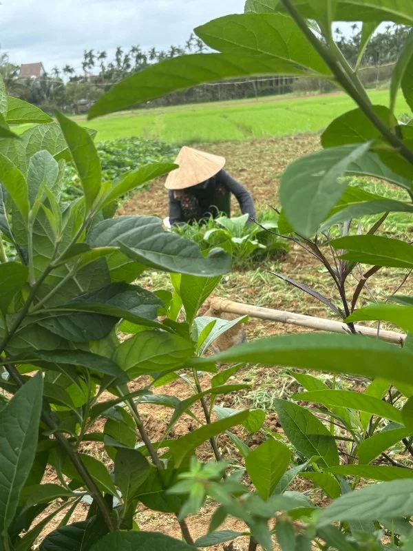 Hoi An 24.jpg