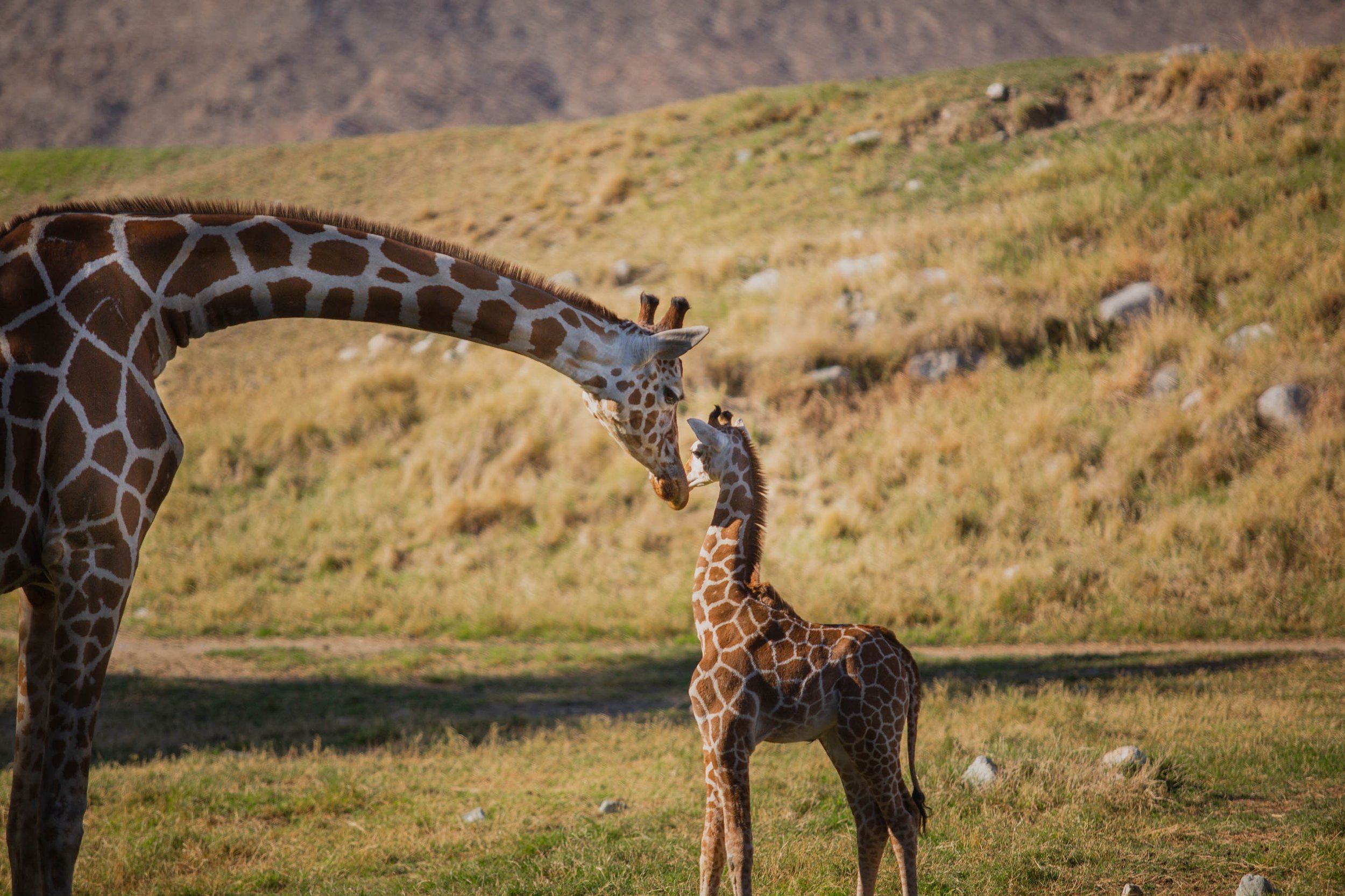 TheLivingDesert_Africa_TaraHoward_babygiraffe_006.jpg