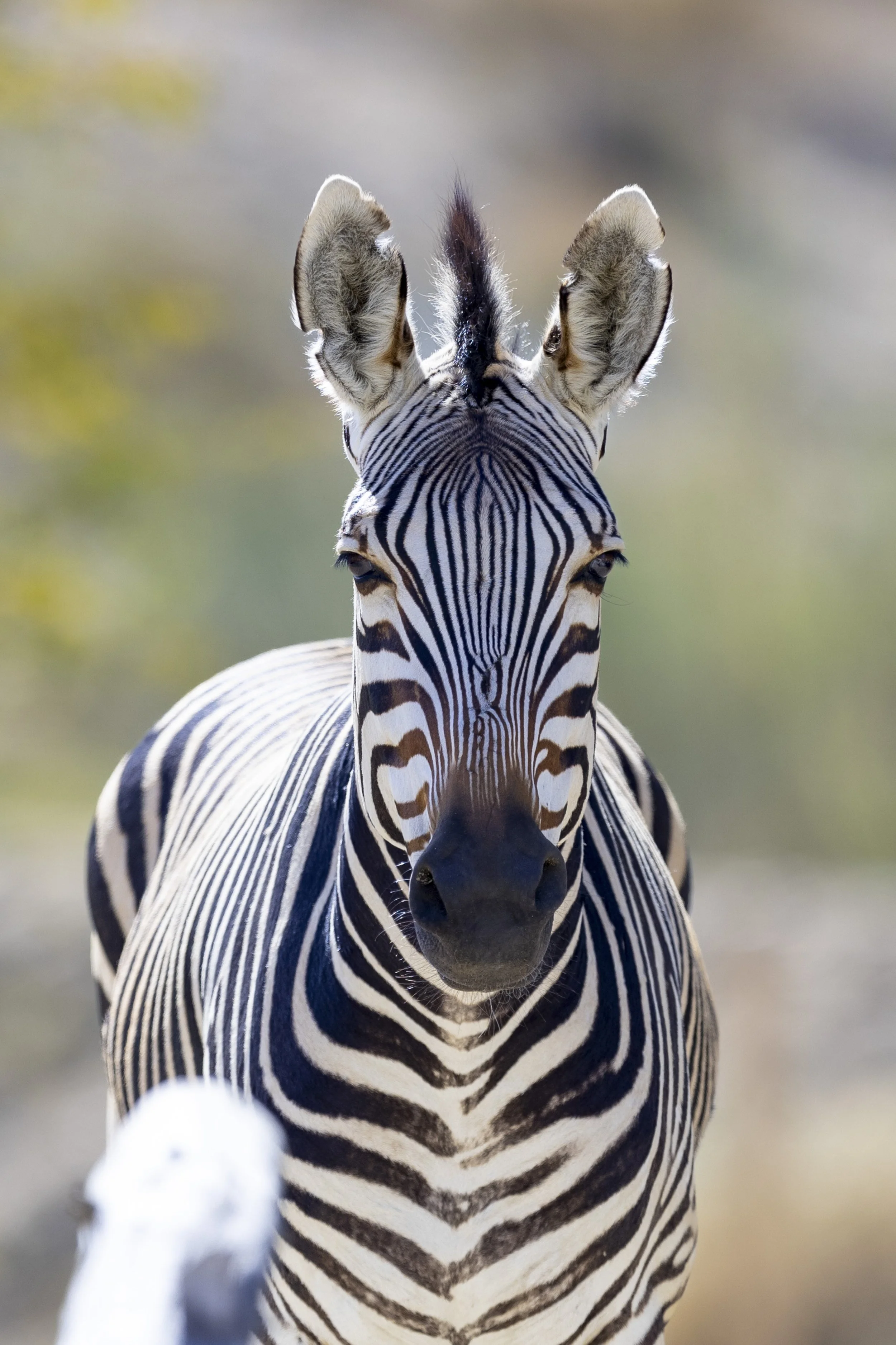 TLD_Zebra_TaraHoward-6EDIT.JPG