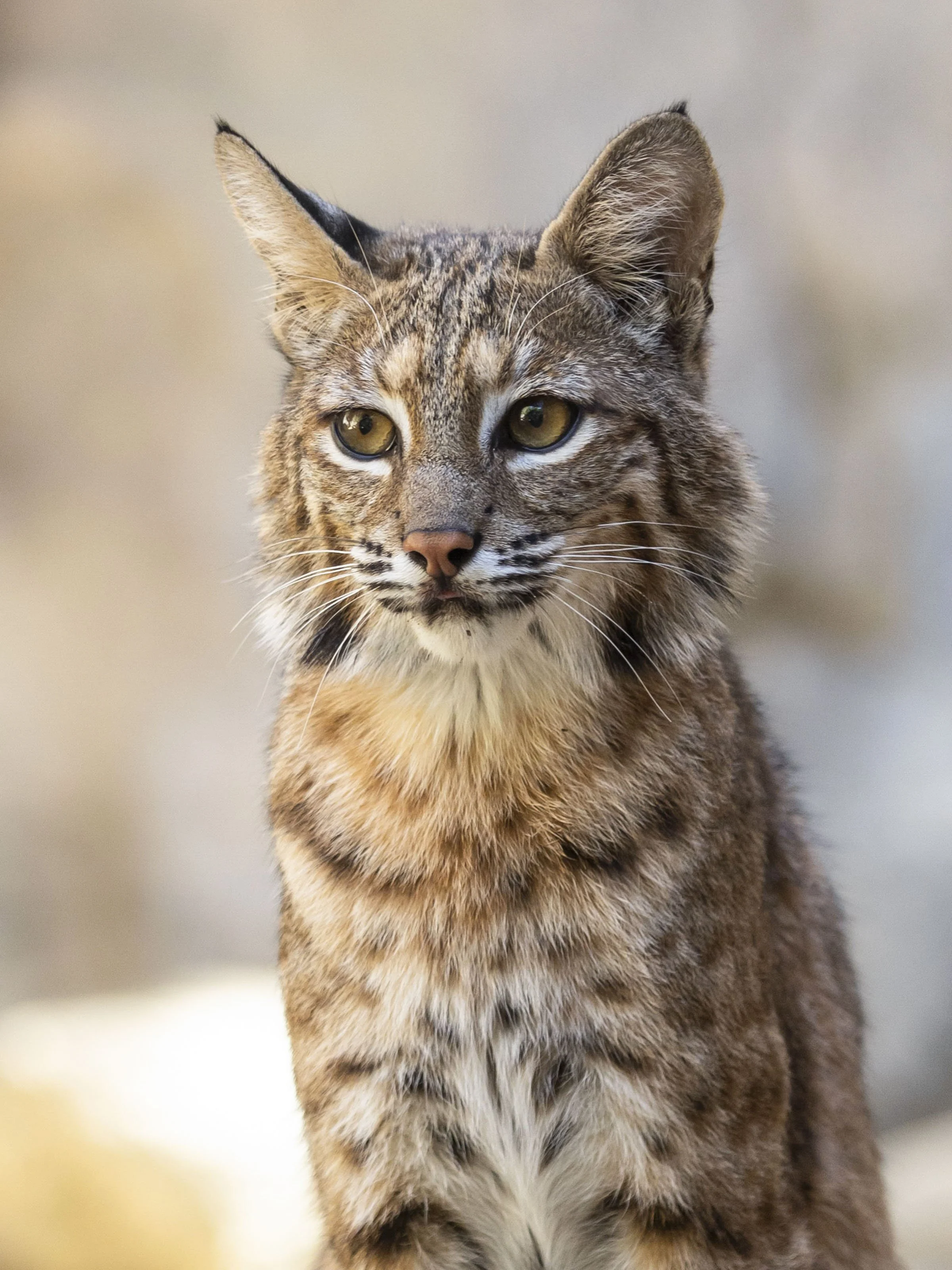 TheLivingDesert_bobobcat_tarahoward.JPG