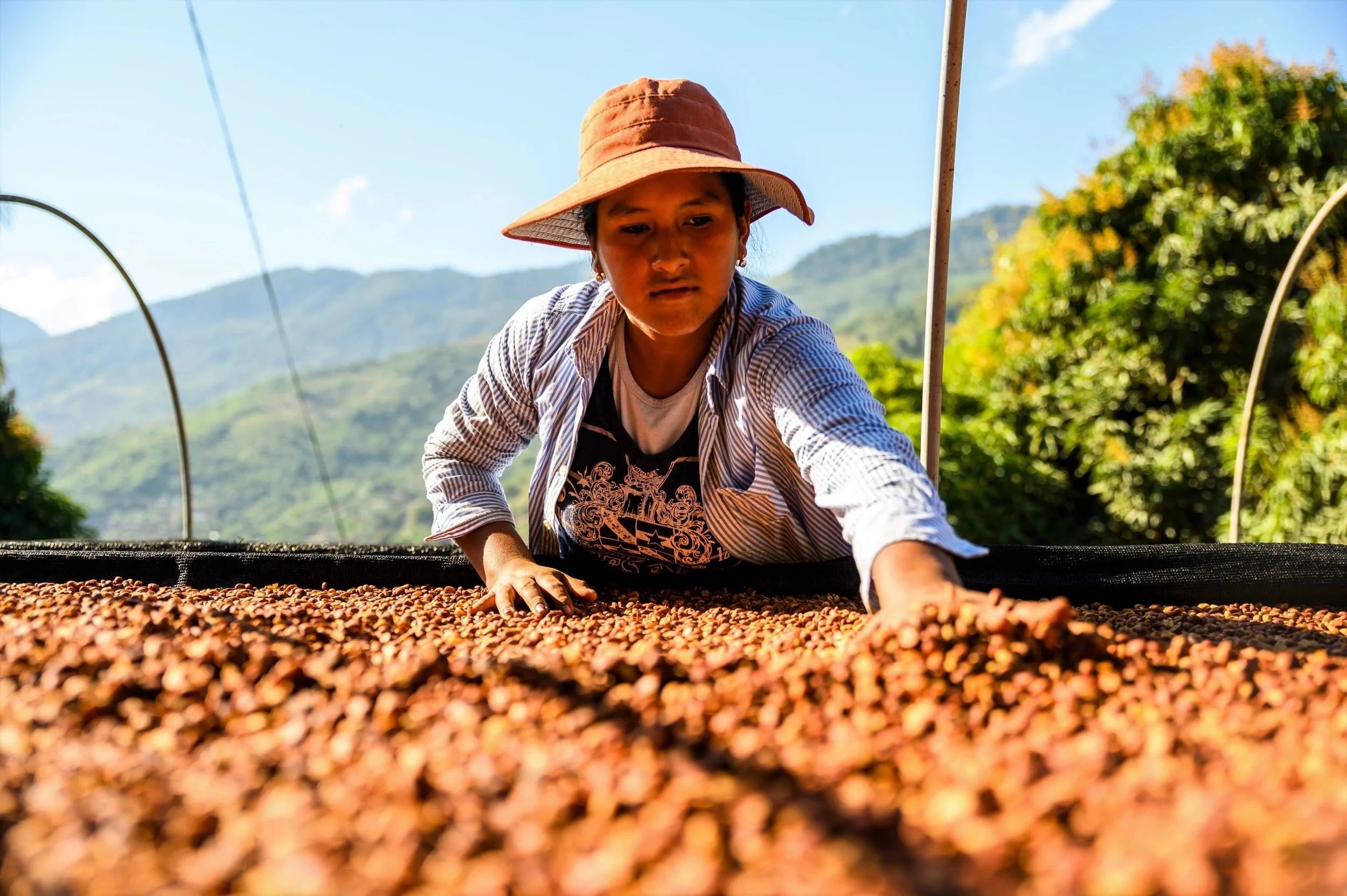 Bolivia-Caranavi-Agricafe-Sol-De-La-Manana-scaled.jpg