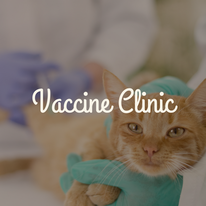 companions vaccine clinic