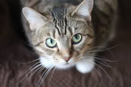 cat.png