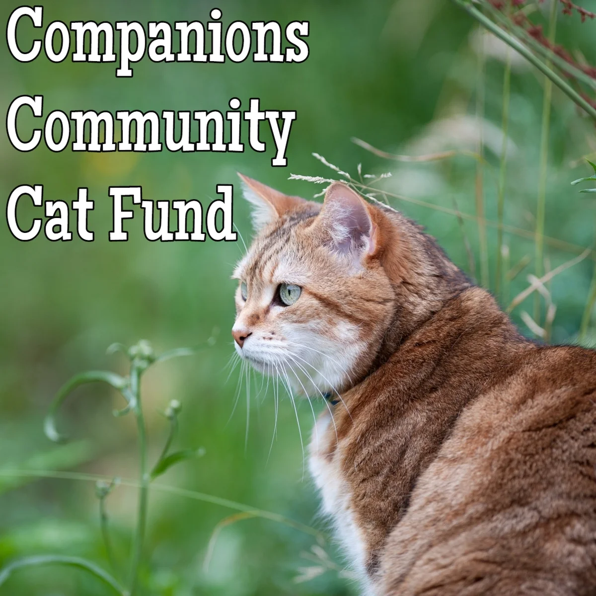 Companions Cat Fund .jpg