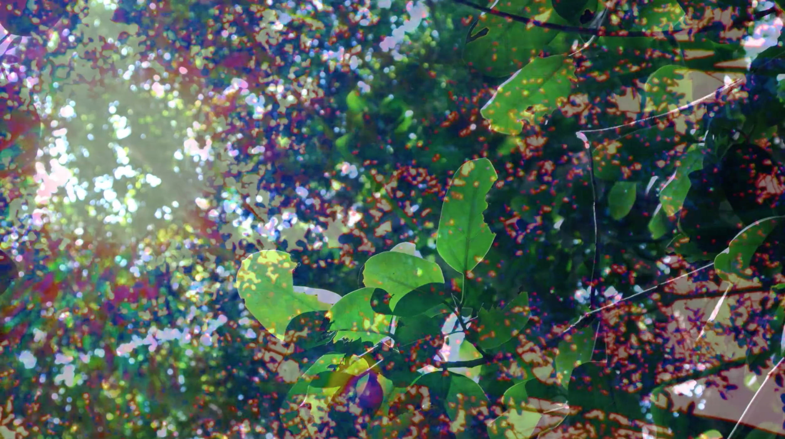 Screen Shot 2019-06-26 at 12.16.56 AM.png