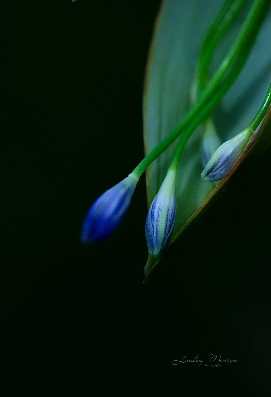  INNOCENCE   Photographic print   Lindsey Merryn 