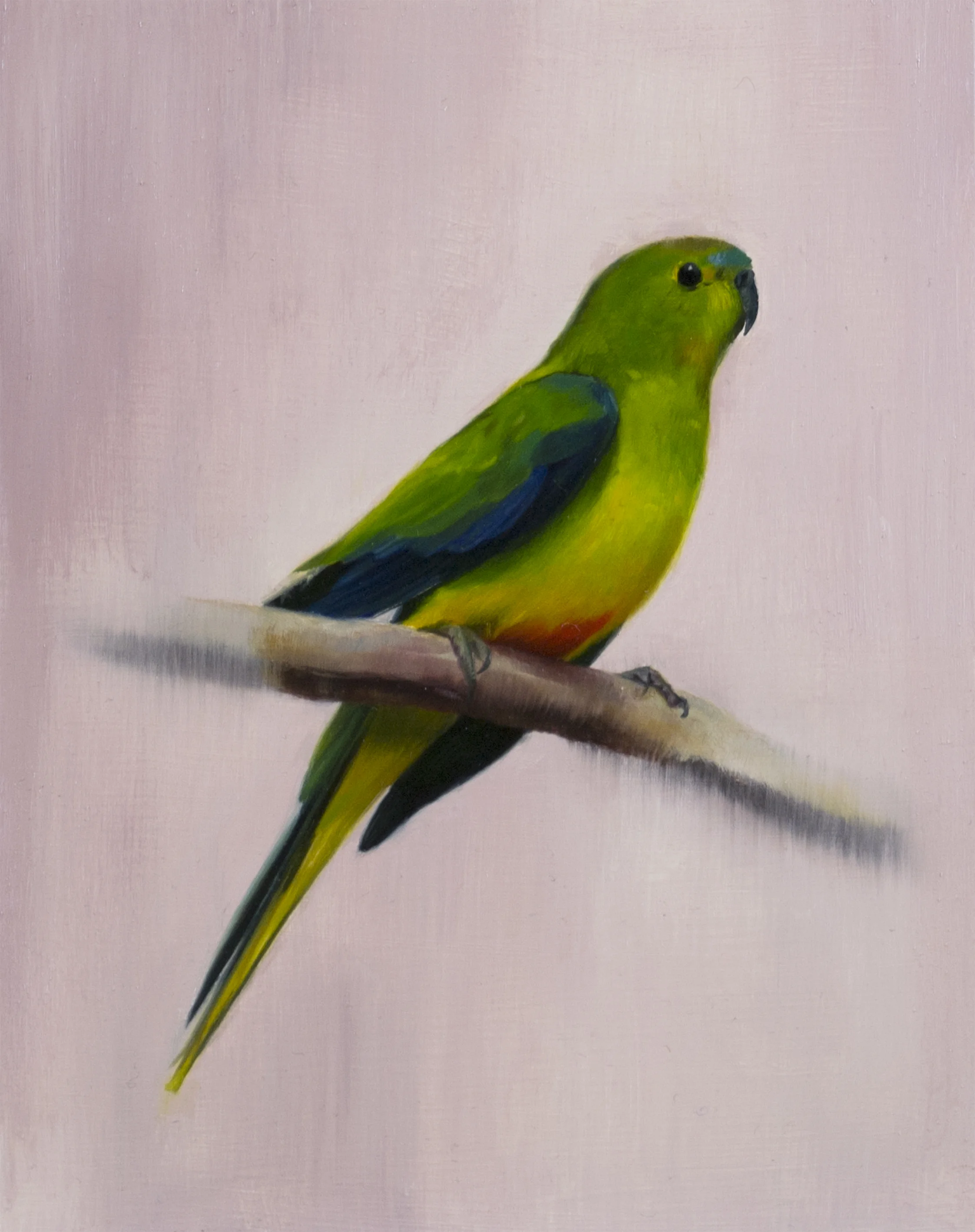 Orange Bellied Parrot by Brooke Walker.jpg