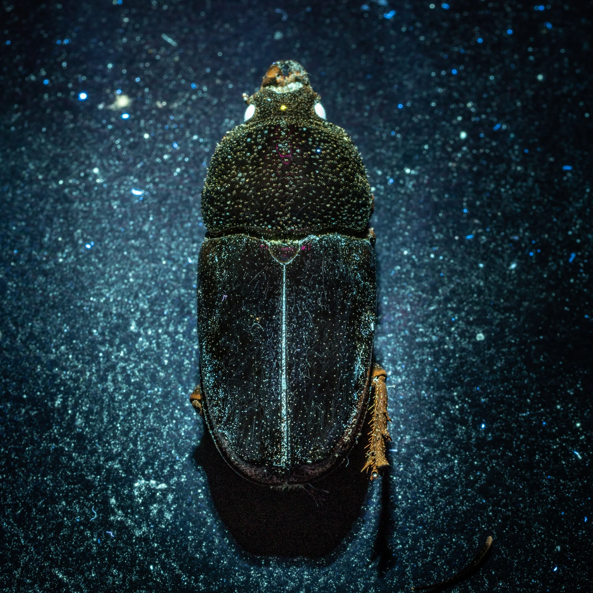 Moon by Gee Greenslade - Shimmer Festival of Photography