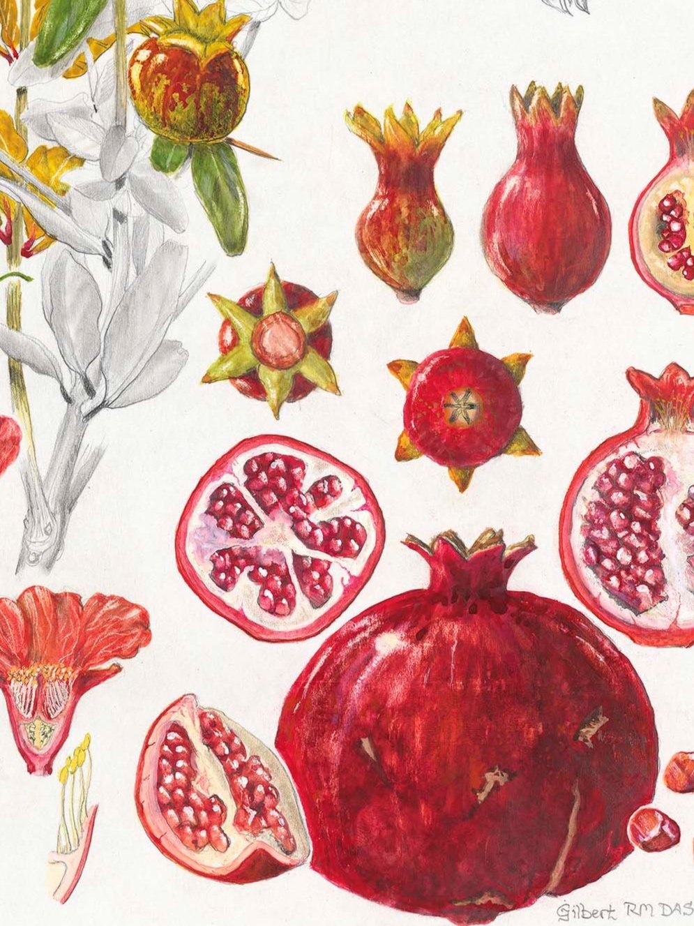 Gilbert’s Garden by Australian Botanical Artist Gilbert Dashorst
