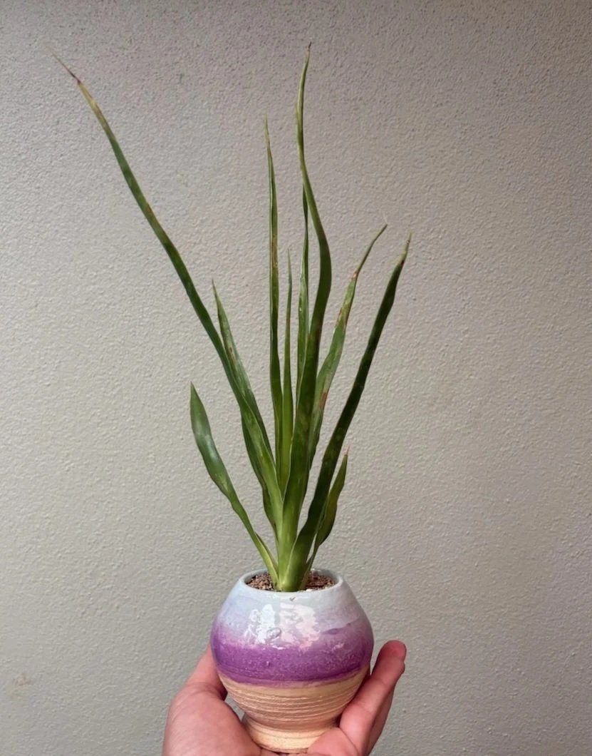  DRAGON TREE     Ceramic   Jana Kempson and Kate Crabb  $30