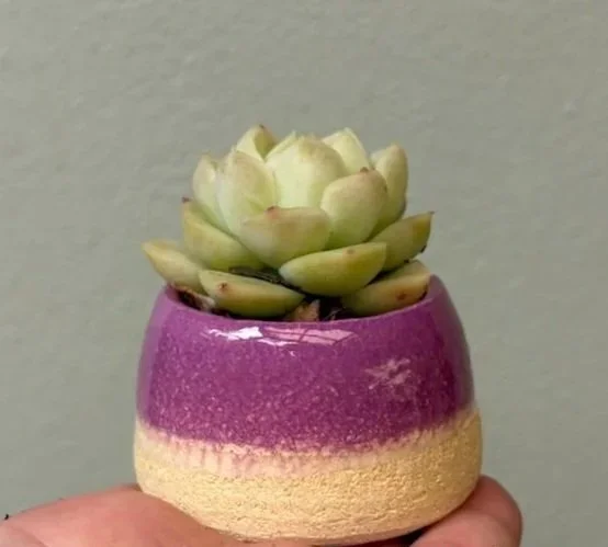  ECHEVERIA SMALL    Ceramic   Jana Kempson and Kate Crabb  $30