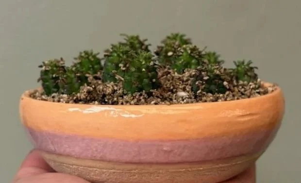  EUPHORBIA MAMMILLARIS    Ceramic   Jana Kempson and Kate Crabb  $30