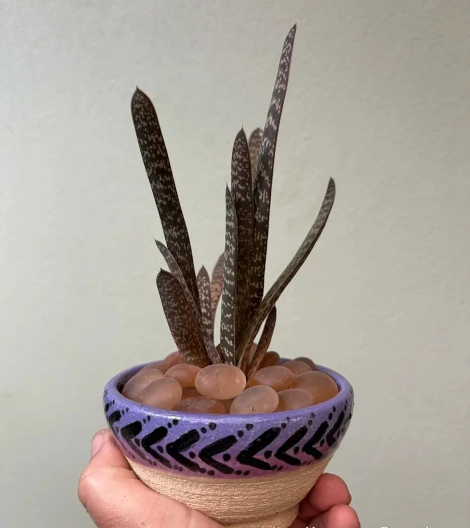  GASTERIA    Ceramic   Jana Kempson and Kate Crabb  $30