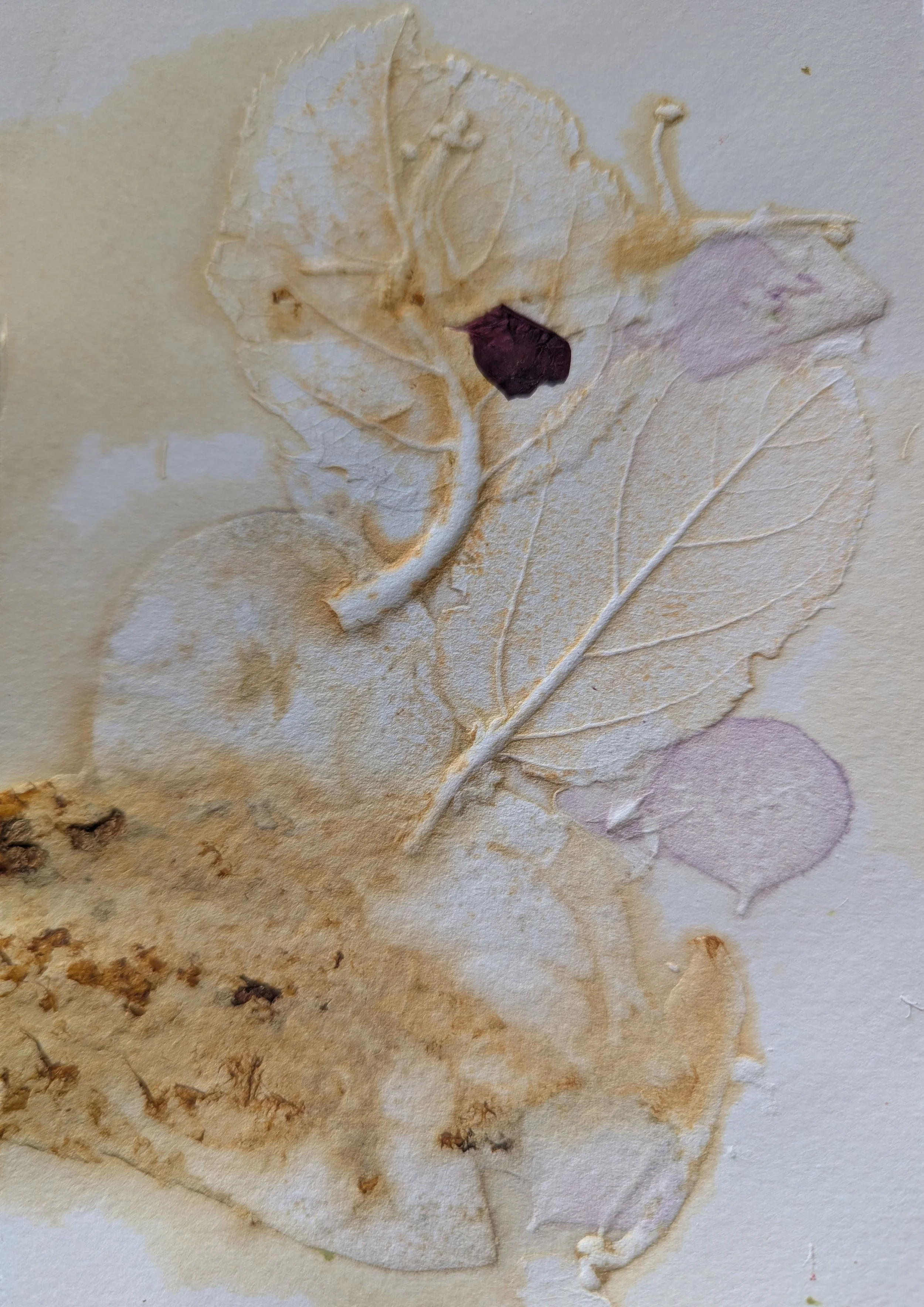  SMALL FORAGE SERIES, 6    Monotype on 300gsm paper   17x11cm  Elizabeth Abbott  $150