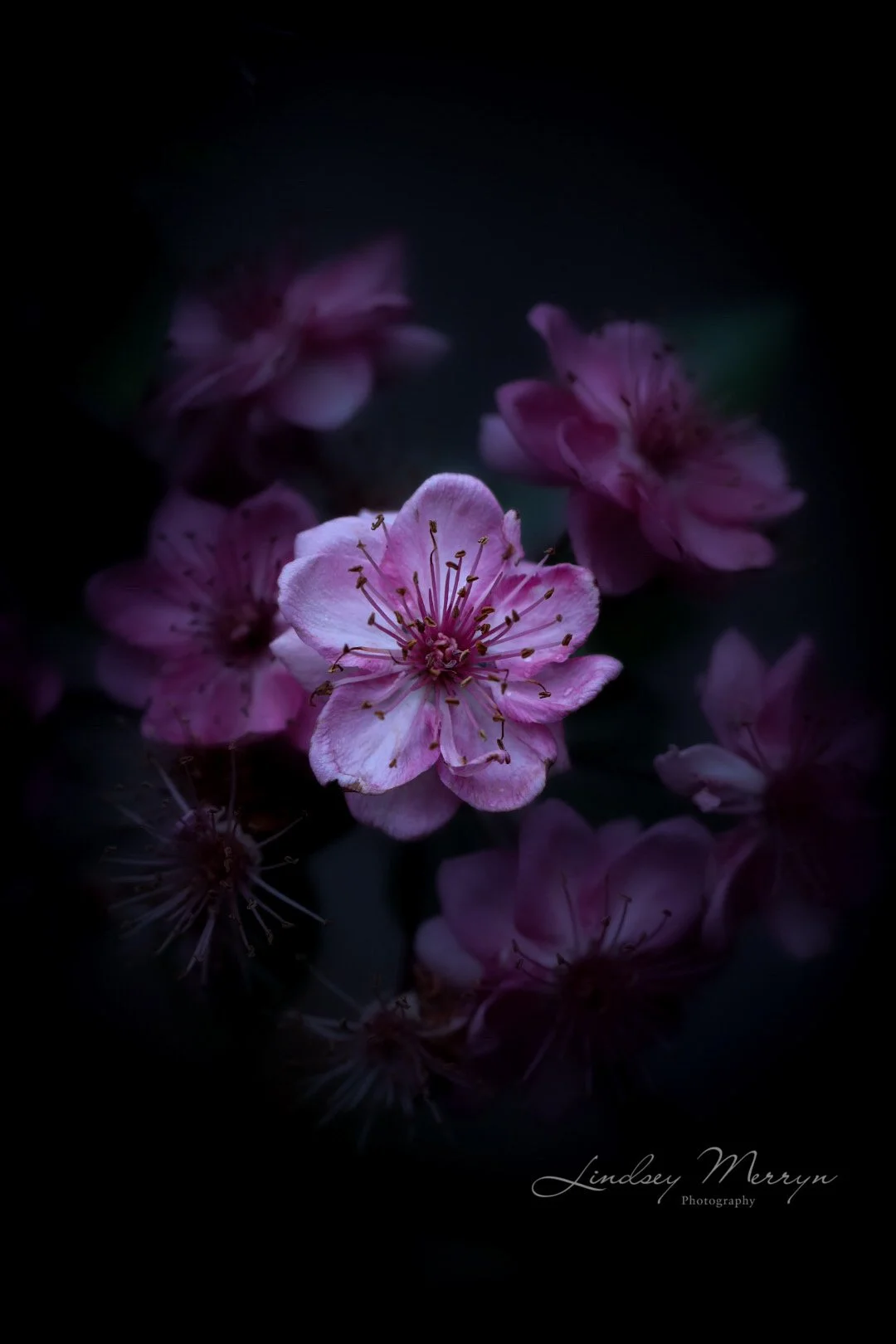  BLOSSOM BLOOM   Photographic print   Lindsey Merryn 