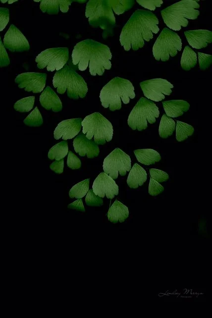  PITTER PATTER   Photographic print   Lindsey Merryn 